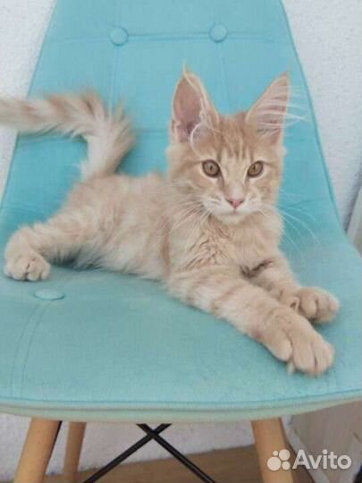 Солнечные мальчики Мейн-кун