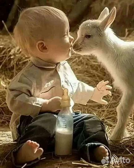 Козье молоко домашнее