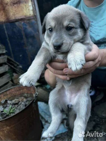 Щенки метисы в добрые руки