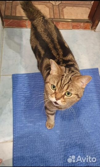 Передержка питомцев