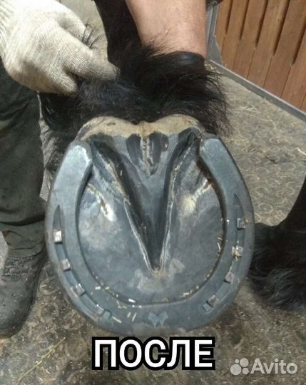 Расчистка копыт и ковка