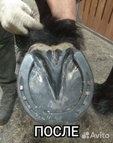 Расчистка копыт и ковка