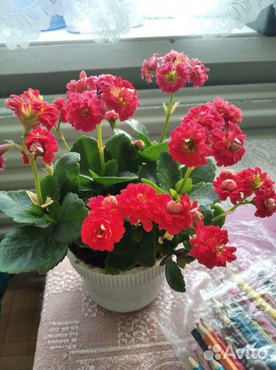 Каланхоэ красный махровый
