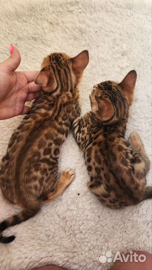 Бенгальские котята