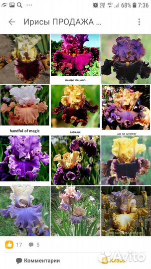 Шикарные Ирисы