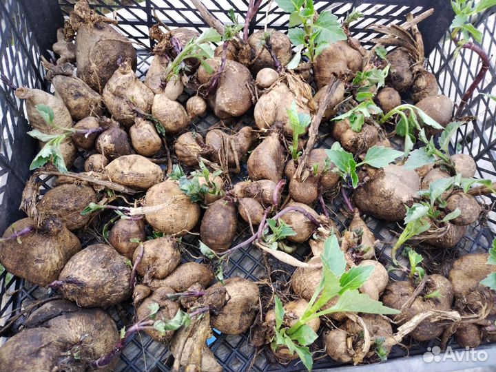 Клубни георгин