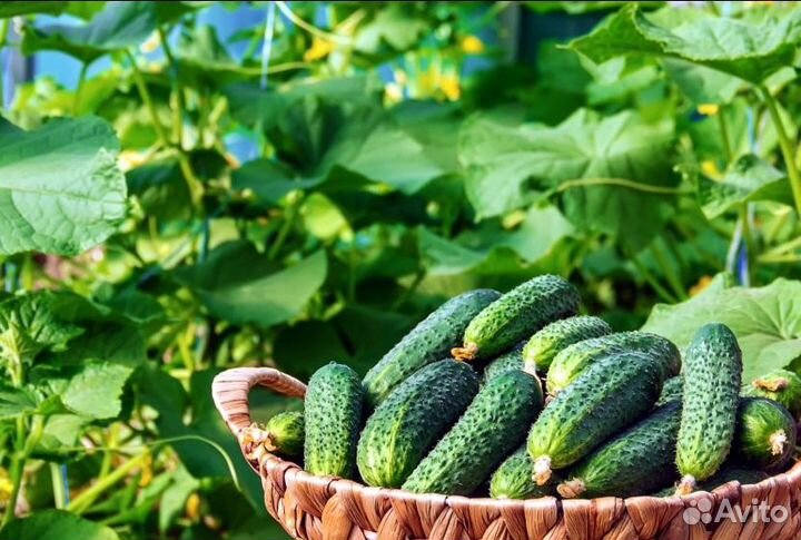 Капельная лента zelna (урожайная) 1000м