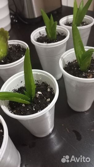 Комнатные растения цветы