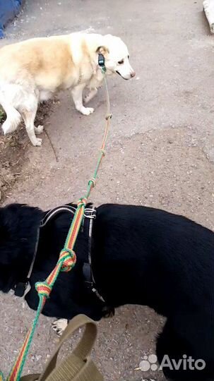 Дрессировка, Выгул, собак, щенков, догситер