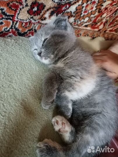 Вислаухая кошечка