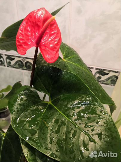Антуриум Казанова