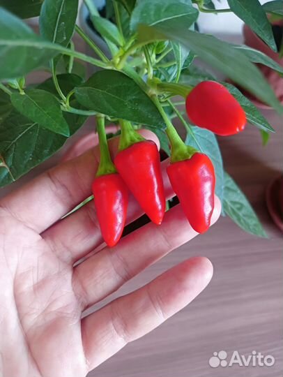 Перец комнатный острый огонёк