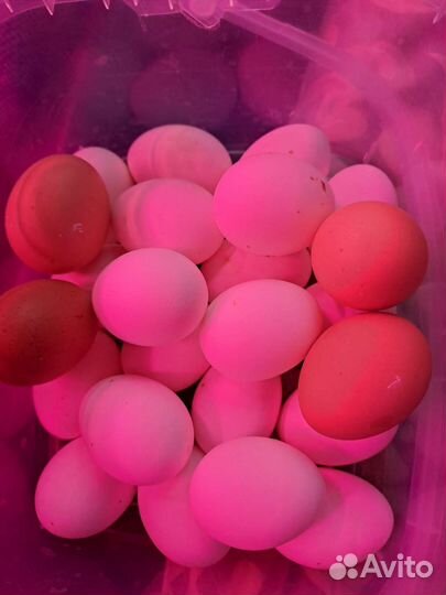 Инкубационное яйцо легорн