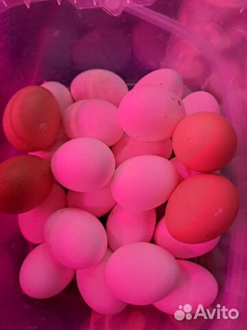 Инкубационное яйцо легорн