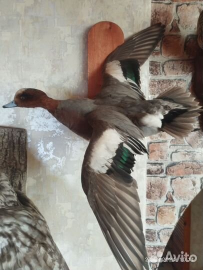 Чучело совы