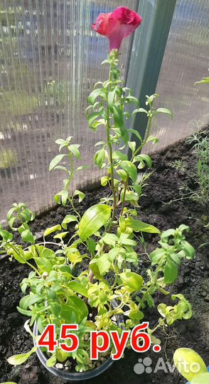 Петуния Ампельная Лобелия Мята Салат