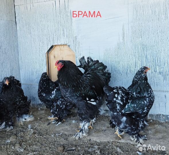 Инкубационное яйцо