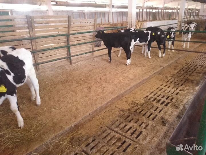 Телята бычки