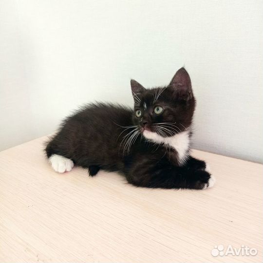 Котики в добрые руки