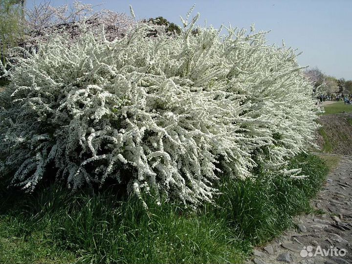 Саженцы садовых растений