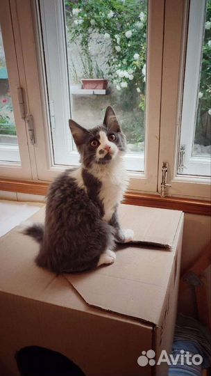 Кошка бесплатно