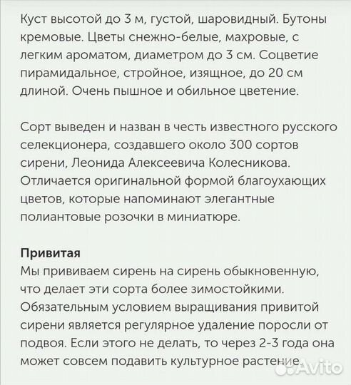 Саженец белой сирени