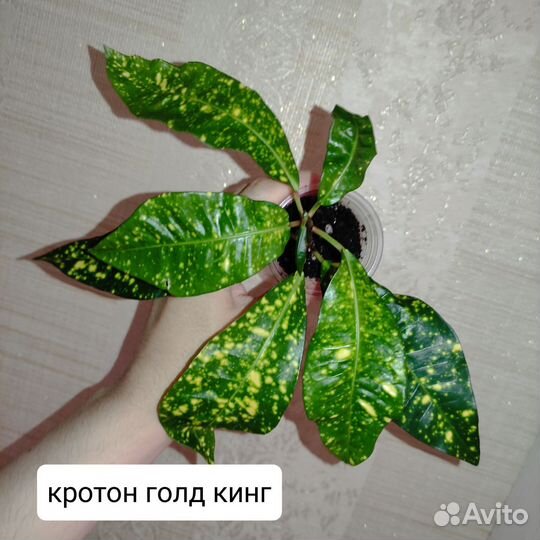 Комнатные растения разные