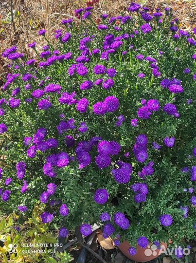 Сентябрина