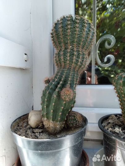 Кактусы Эхинопсис