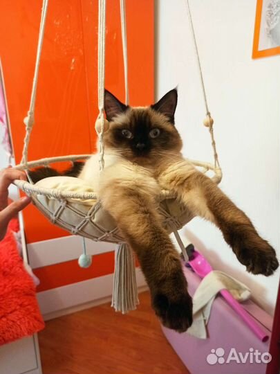 Гамак для кошек