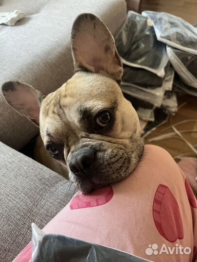 Аренда собаки на фотосессию/видеосъемку