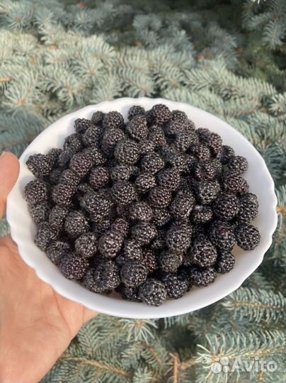 Саженцы ежемалины