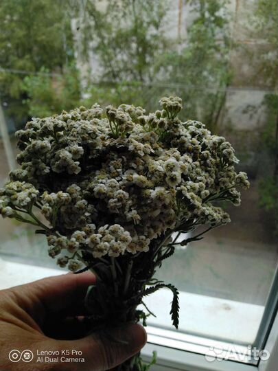 Тысячелистника букет