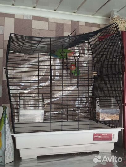 Неразлучники