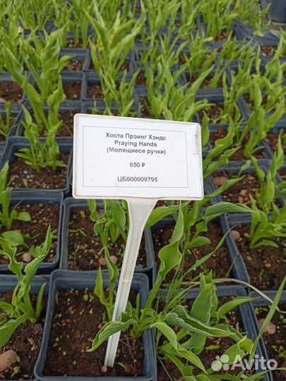 Хоста Прэинг Хэндс (Молящиеся ручки)
