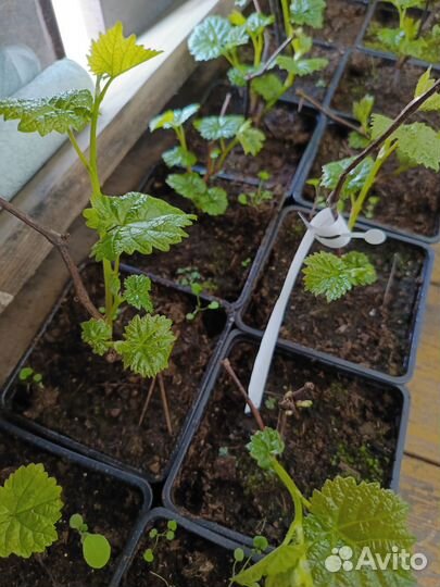 Саженцы винограда