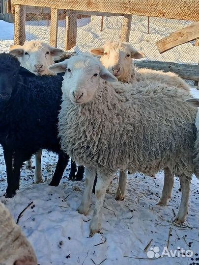 Овцы бараны ягнята