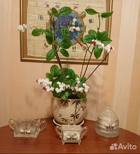 Бугенвиллия взрослая