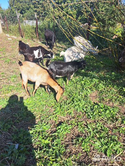 Дойные козы