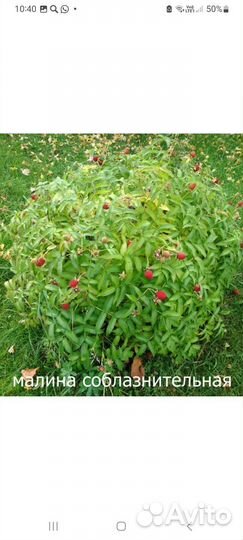 Тибетская малина саженцы