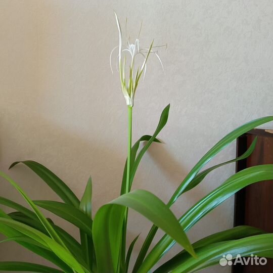 Гименокаллис карибский