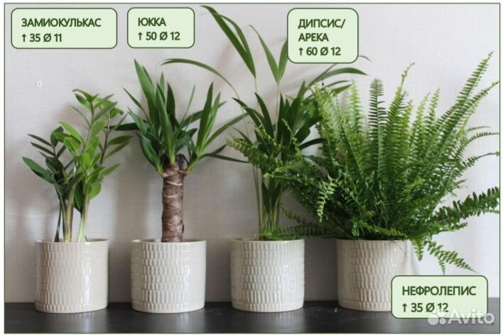 Арека/Дипсис/Ховея