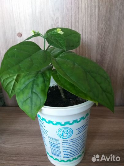 Клеродендрум Томпсона