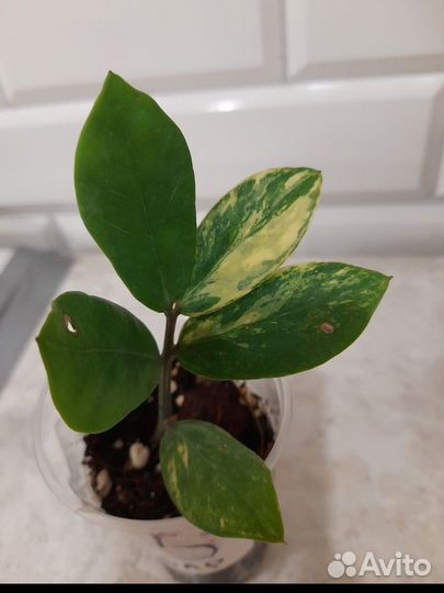 Замиокулькас черный равен/зензи/жук