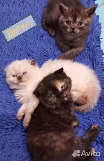 Продам Британских Котят