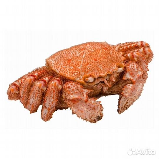 Краб камчатский