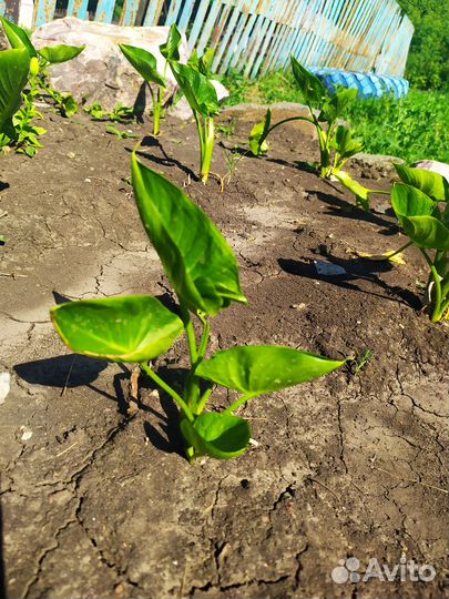 Каллы цветы