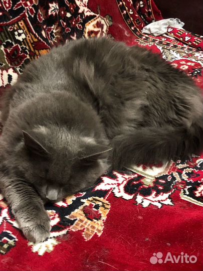 Кот в добрые руки