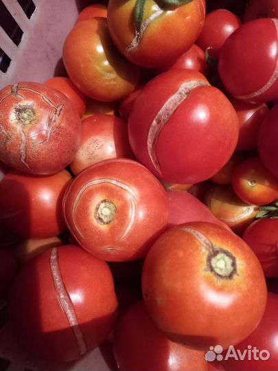 Помидоры домашние