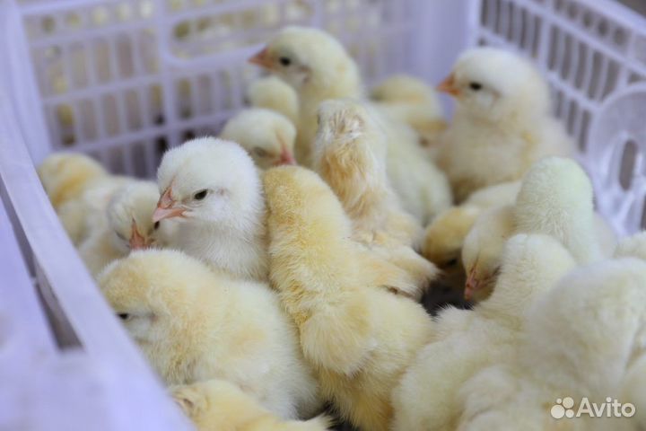 Цыплята бройлеры